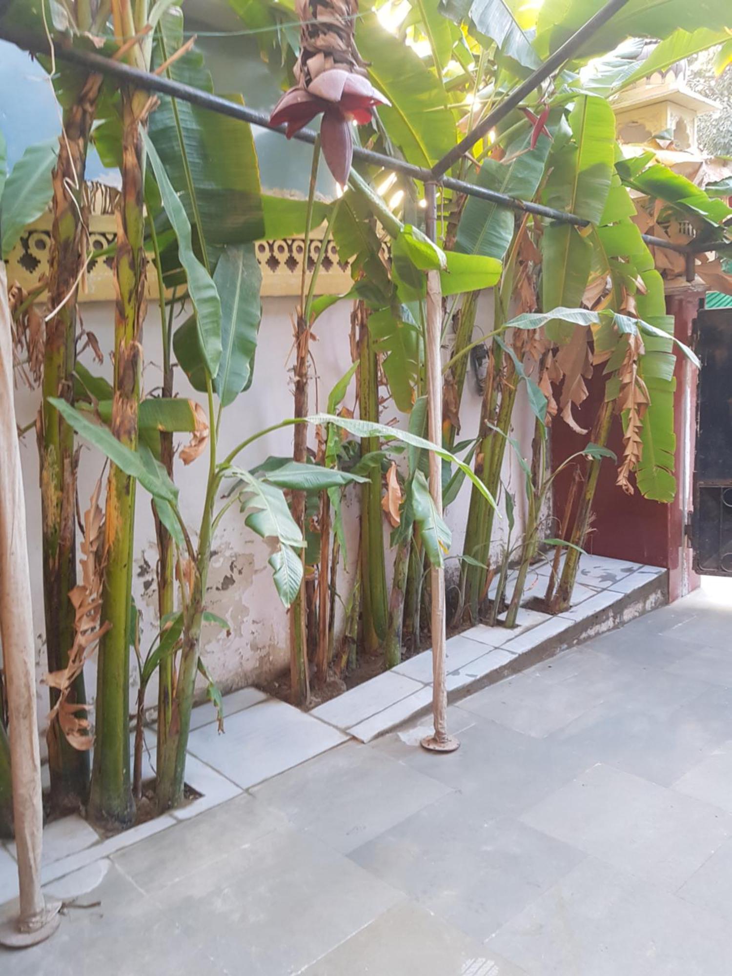 Sureli Haveli Apartment ชัยปุระ ห้อง รูปภาพ